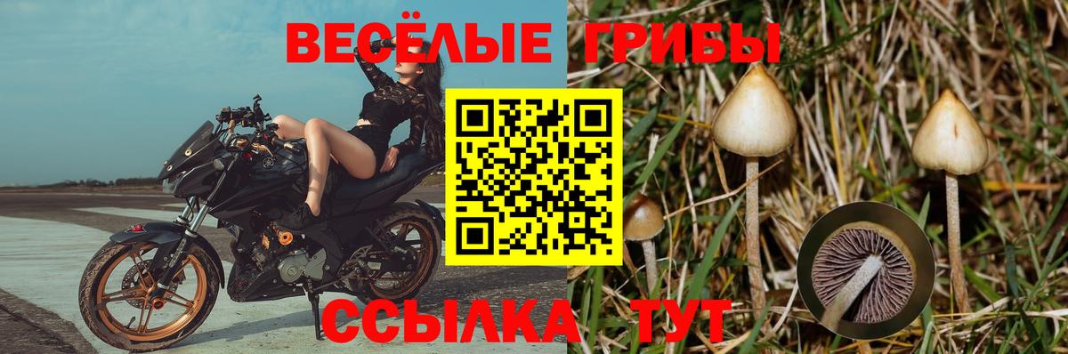 Галлюциногенные грибы Psilocybine cubensis Красноуфимск
